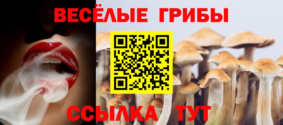 Павлово  где продают   Вход с VPN  Псилоцибиновые грибы Cubensis 